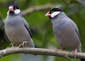 Ratusan Burung Gelatik Diselundupkan Lewat Terminal Alam Barajo