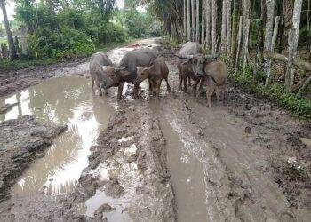 Warga Kesal Jalan Rusak Parah Bak Kubangan Kerbau