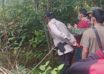 Tragis, Warga SAD Tewas Dililit Ular Sawo