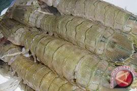 Harga Udang Ketak Dari Rp80 Ribu Turun Drastis Menjadi Rp20 Ribu Aksipost Com