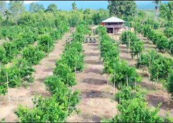 Jeruk Gerga Bakal Dijadikan Destinasi Agrowisata