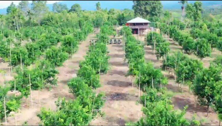 Jeruk Gerga Bakal Dijadikan Destinasi Agrowisata