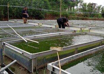 Budidaya Ikan di Tanjab Timur Masih Menjanjikan