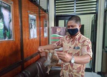 Warga Danau Sipin Serahkan Seekor Kukang ke BKSDA