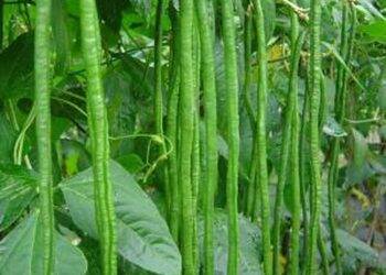 Harga Kacang Panjang di Mestong Murah