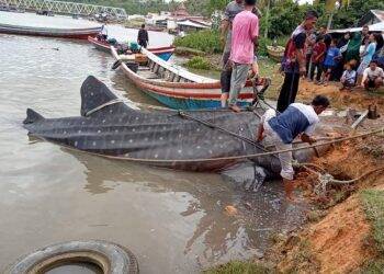 Hiu Tutul Terdampar di Wilayah Pesisir