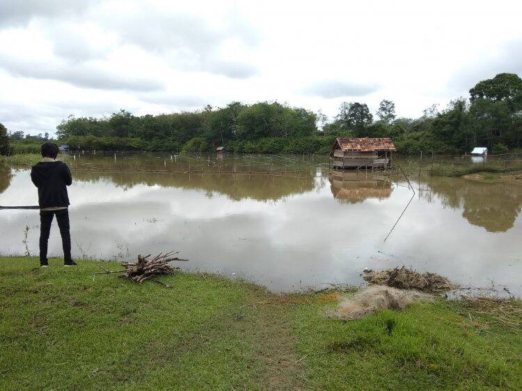Puluhan Hektar Padi Di Bajubang Laut Terendam Banjir