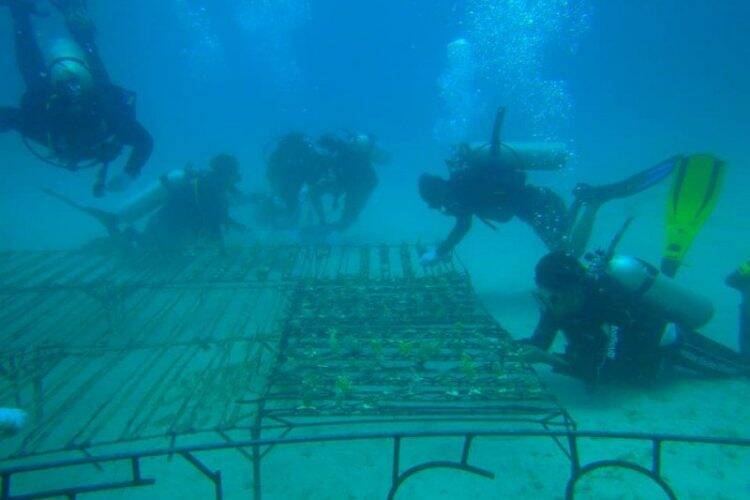 Tim pemyelam dari Pokmaswas Pandanan dan Kapela NTB menenggelamkan sebanyak 500 stek transplantasi terumbu karang di perairan Taman Laut Pandanan