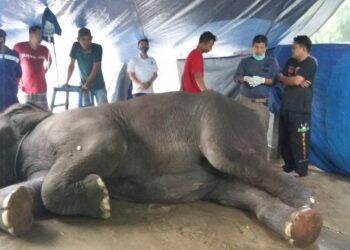 Yanti, gajah sumatra berjenis kelamin betina saat mendapatkan perawatan dari tim dokter. Yanti, Gajah Sumatera di Kebun Binatang Taman Rimba Jambi