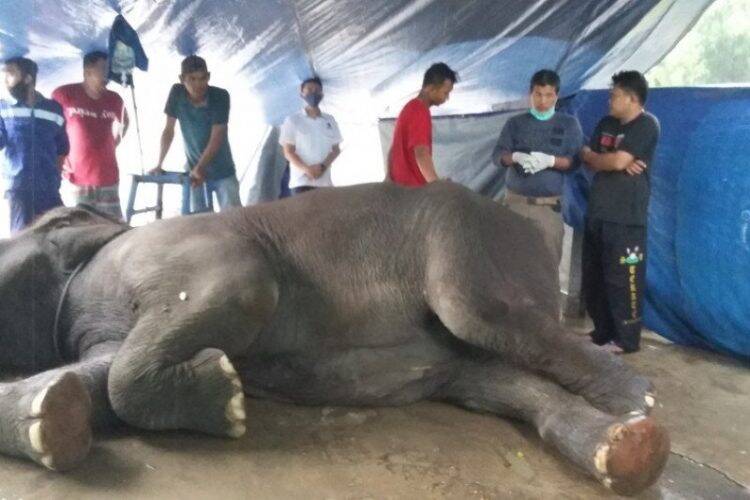 Yanti, gajah sumatra berjenis kelamin betina saat mendapatkan perawatan dari tim dokter. Yanti, Gajah Sumatera di Kebun Binatang Taman Rimba Jambi