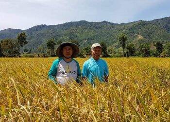 Hamparan sawah yang berada di Kabupaten Kerinci. Foto: Hendra