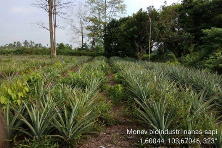 Kebun Nanas di Tangkit Muaro Jambi. Foto: Ist