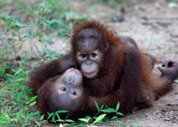 Dokumentasi - Dua bayi orangutan Sumatra yang diselamatkan petugas perbatasan dalam upaya penggagalan penyelundupan ke Thailand, bermain setelah tiba di pusat satwa liar di Provinsi Ratchaburi