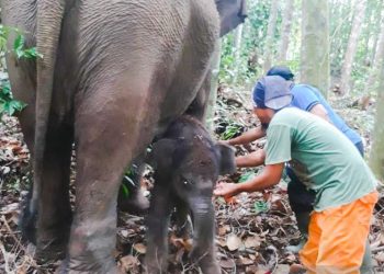 Bayi gajah sumatera yang lahir di Taman Nasional Tesso Nilo, Provinsi Riau