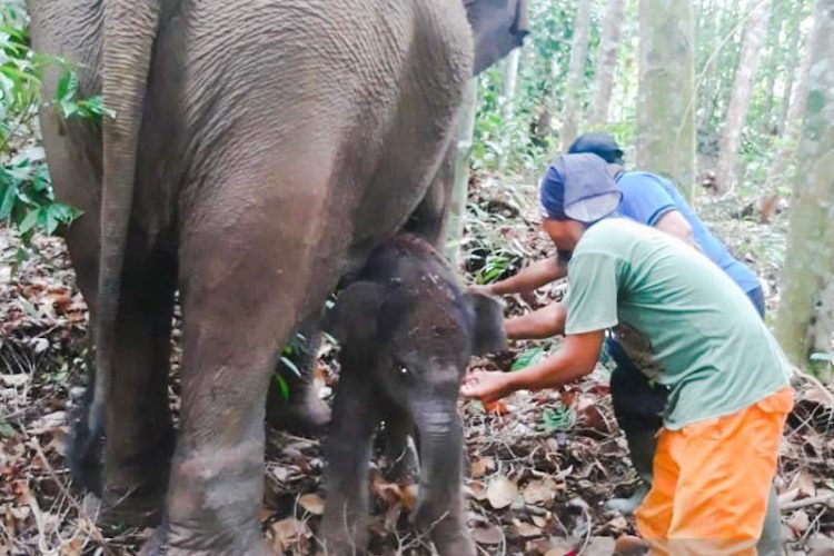 Bayi gajah sumatera yang lahir di Taman Nasional Tesso Nilo, Provinsi Riau