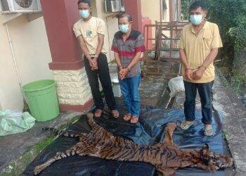 Ketiga pelaku perburuan dan penjualan kulit dan harimau sumatera