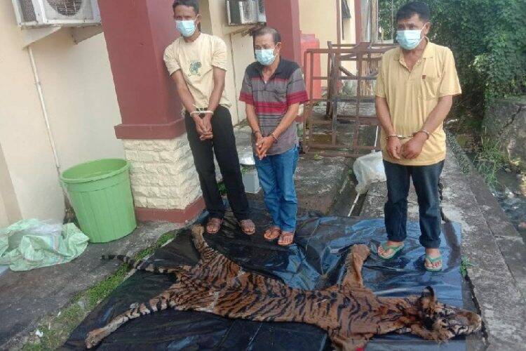 Ketiga pelaku perburuan dan penjualan kulit dan harimau sumatera
