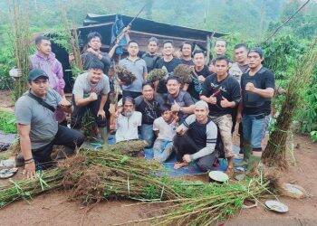 Lereng Bukit Bungo Ditanami Ganja Seluas 2 Hektar