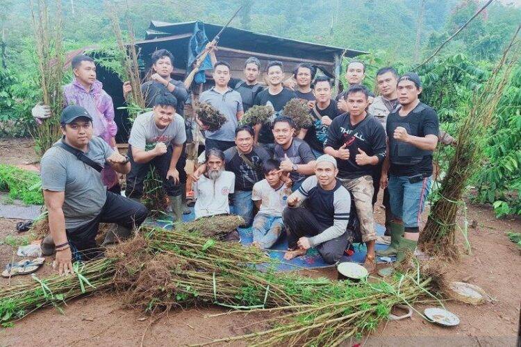 Lereng Bukit Bungo Ditanami Ganja Seluas 2 Hektar