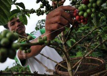 Petani sedang memetik biji kopi. (Ist)