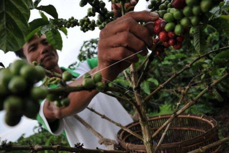 Petani sedang memetik biji kopi. (Ist)