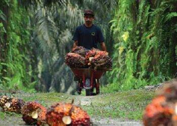 Harga CPO Naik, Petani Jambi Bernapas Lega