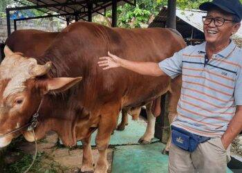 Sapi Kurban Jokowi untuk Jambi Diberi Nama Jarot