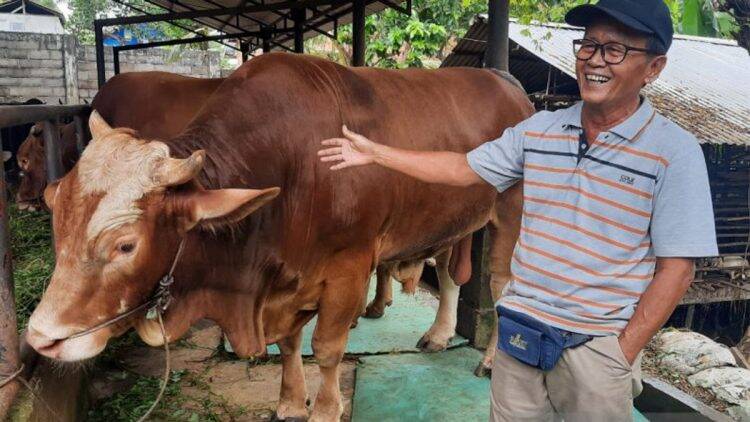 Sapi Kurban Jokowi untuk Jambi Diberi Nama Jarot