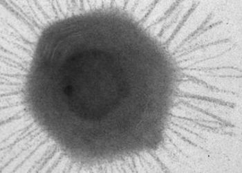 Wabah Virus Marburg Tak Kalah Bahaya dari Corona