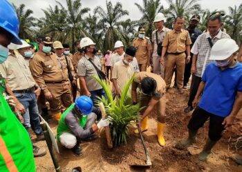 Batanghari Dorong Replanting Sawit dengan Kemitraan