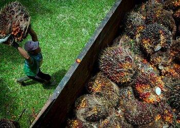 Harga Sawit Siap-siap Mau Lengser