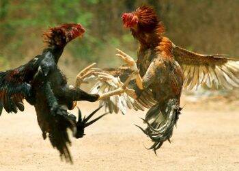 Polisi Tutup Judi Sabung Ayam di Bagan Pete