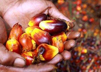 Petani Sawit Tersenyum Jelang Lebaran