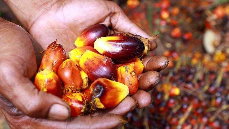 Petani Sawit Tersenyum Jelang Lebaran