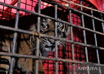 Harimau Sumatera Jantan Jambi Dilepasliarkan ke TNKS