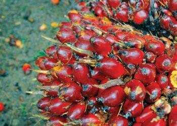 Minyak Sawit Merah Harus Dikelola Petani