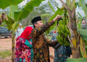 Ketua DPRD Panen Pisang Canvendish Bersama Anggota Komisi V DPR RI di Ponpes