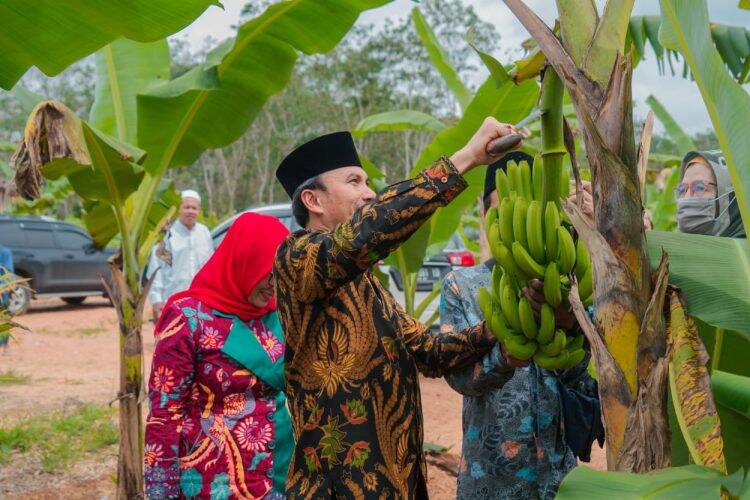 Ketua DPRD Panen Pisang Canvendish Bersama Anggota Komisi V DPR RI di Ponpes