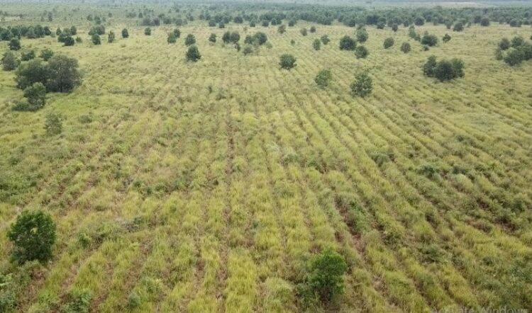 Gak Nyangka! Selama 3 Tahun SKK Migas-PetroChina Hijaukan 513 Hektar Hutan Tanjung Jabung Timur