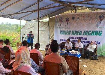 Kelompok Tani Binaan SKK Migas – Pertamina EP Jambi Field Gelar Panen Raya, Hasilkan 3,96 Ton Jagung