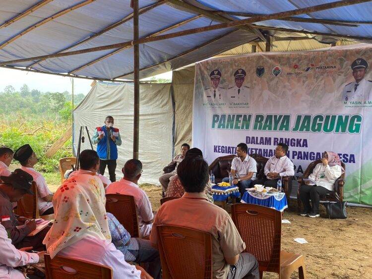 Kelompok Tani Binaan SKK Migas – Pertamina EP Jambi Field Gelar Panen Raya, Hasilkan 3,96 Ton Jagung