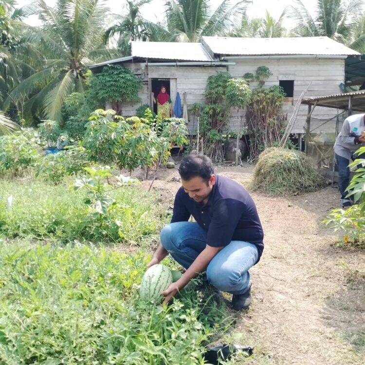 Rendra Usman Panen Hasil KWT Pangkal Babu: Boleh Dicontoh Petani Lain