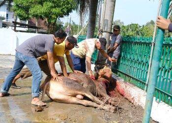 Rasa Syukur Kursi di DPRD Naik, DPW PKB Sembelih Hewan Kurban