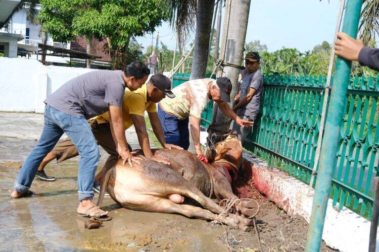 Rasa Syukur Kursi di DPRD Naik, DPW PKB Sembelih Hewan Kurban