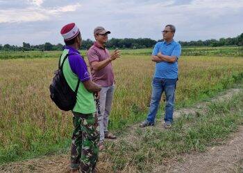 Anggota DPRD Tengok Langsung Sawah Padi Olak Kemang