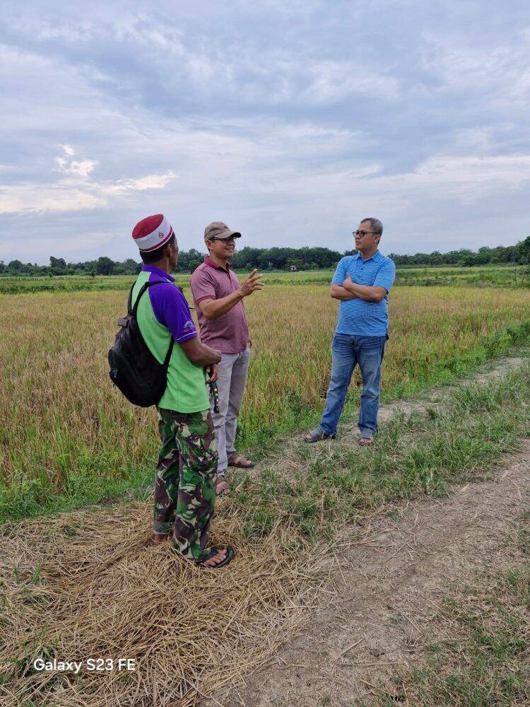Anggota DPRD Tengok Langsung Sawah Padi Olak Kemang