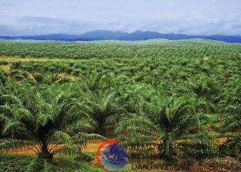 Waduh! Ribuan Hektar Hutan Mendahara Ulu Rontok Secara Ilegal