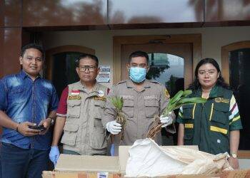 6 Bibit Anggrek Ditahan Karantina Jambi