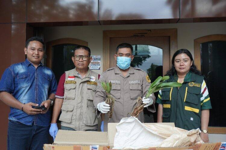6 Bibit Anggrek Ditahan Karantina Jambi
