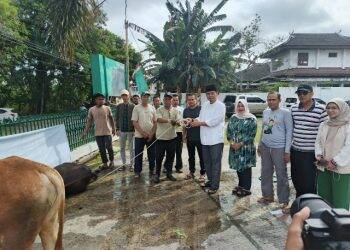 DPW PKB Provinsi Jambi Sembelih 3 Ekor Sapi Qurban